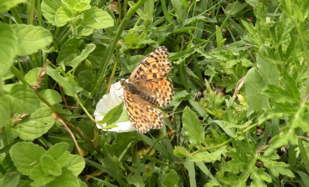 Melitaea didyma? - S, una femmina